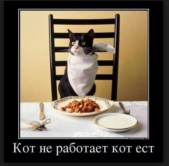Кот не работает, кот ест
